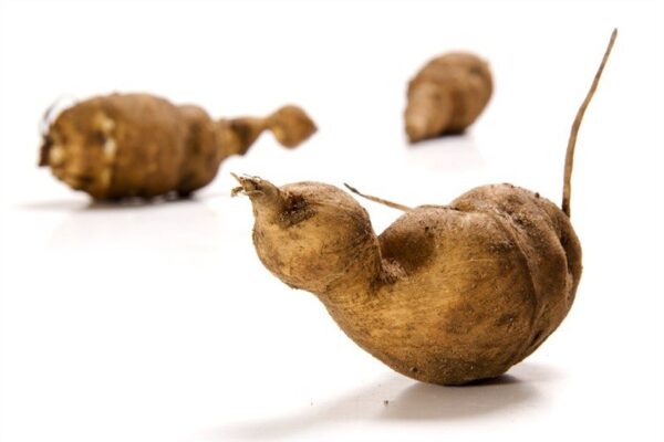 topinambur-pflanzknolle-gute-gelbe-bio-kg-pflanzknollen-fuer-die-nutzung-als-speiseknolle-im-garten-oder-als-sicht